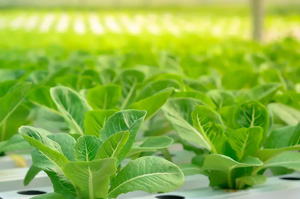 Agricultural Fertilzer 1-1