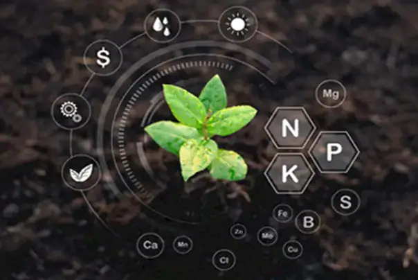 Agricultural Fertilzer 11