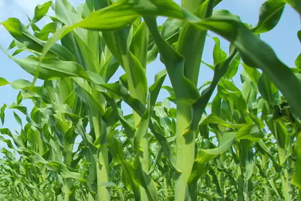 Agricultural Fertilzer-1