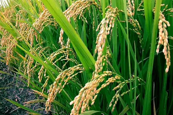 Agricultural Fertilzer-4