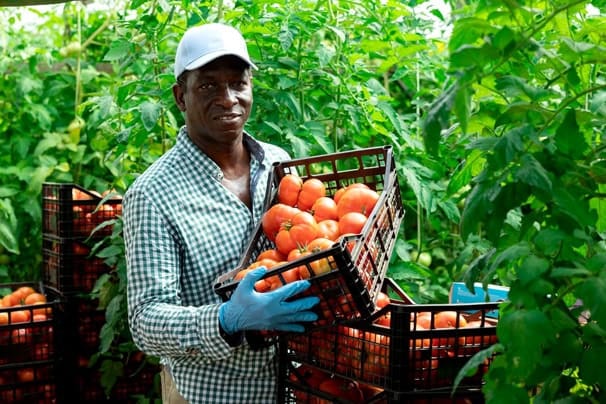 Agricultural Fertilzer-3