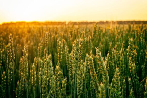 imgi 49 Spring Wheat Home 2274255307 1024x680 1 e1767163948289
