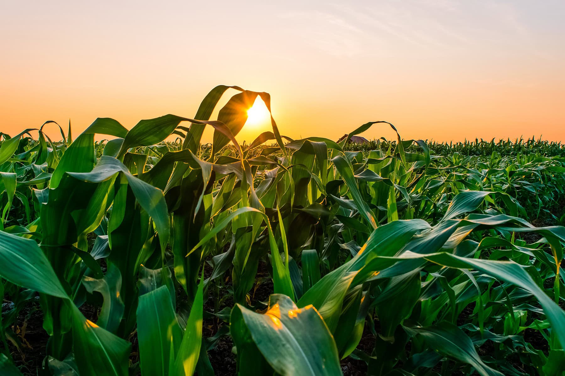 imgi 54 Corn Home 1312091981